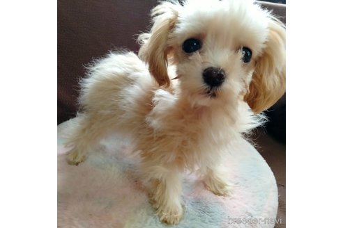 成約済の埼玉県のマルプー:マルチーズ×トイプードル-288660の10枚目