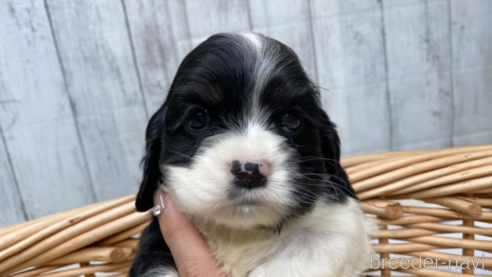 成約済の愛知県のアメリカンコッカースパニエル-288658の1枚目