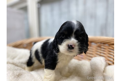 成約済の愛知県のアメリカンコッカースパニエル-288658の7枚目