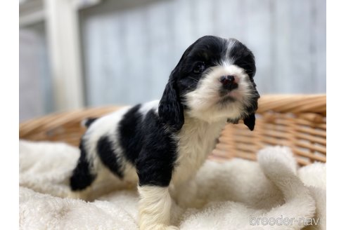 成約済の愛知県のアメリカンコッカースパニエル-288658の3枚目