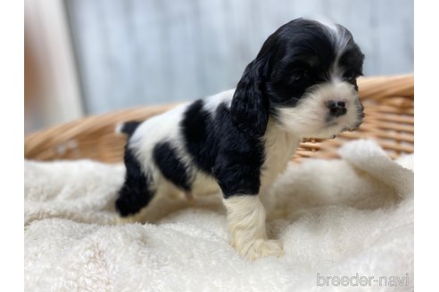 成約済の愛知県のアメリカンコッカースパニエル-288658の4枚目