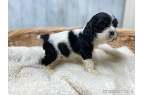 成約済の愛知県のアメリカンコッカースパニエル-288658の5枚目