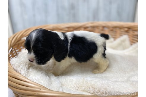 成約済の愛知県のアメリカンコッカースパニエル-288658の6枚目