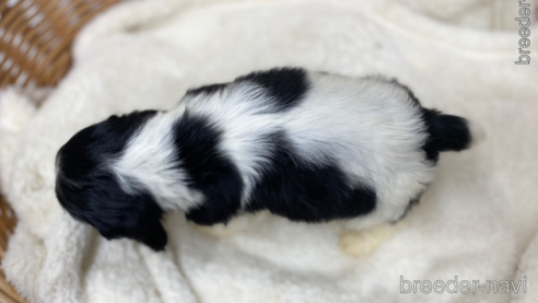 成約済の愛知県のアメリカンコッカースパニエル-288658の2枚目