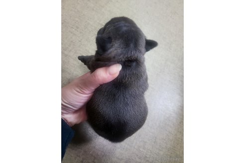 成約済の沖縄県のフレンチブルドッグ-288661の8枚目