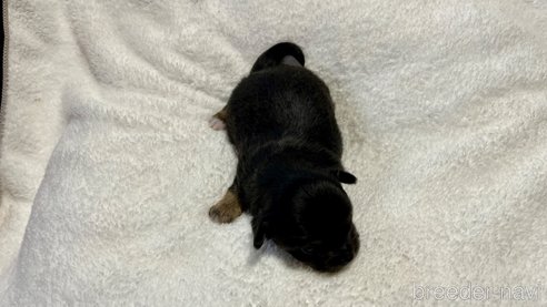 成約済の滋賀県のチワワ(ロングコート)-288665の15枚目