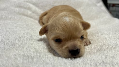 成約済の滋賀県のチワワ(ロングコート)-288667の20枚目