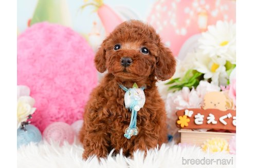 成約済の神奈川県のトイプードル-288673の9枚目