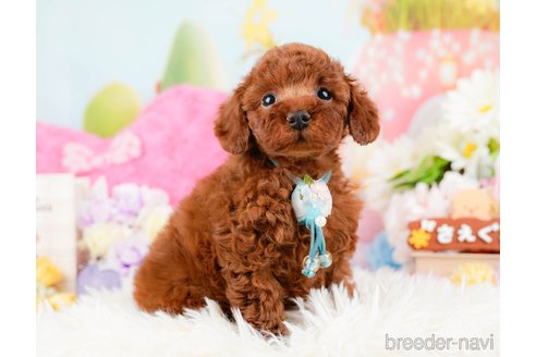 成約済の神奈川県のトイプードル-288673の10枚目