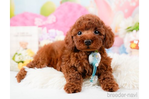 成約済の神奈川県のトイプードル-288673の11枚目