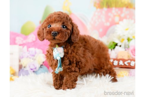 成約済の神奈川県のトイプードル-288673の12枚目