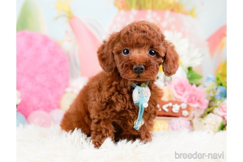 成約済の神奈川県のトイプードル-288673の4枚目