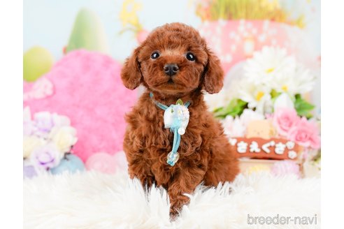 成約済の神奈川県のトイプードル-288673の6枚目