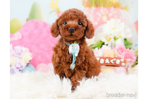 成約済の神奈川県のトイプードル-288673の7枚目