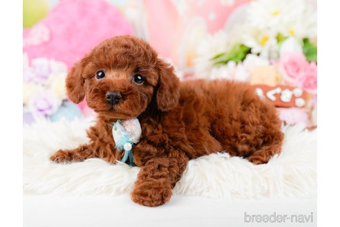 成約済の神奈川県のトイプードル-288673の3枚目