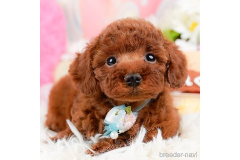 成約済の神奈川県のトイプードル-288673の2枚目