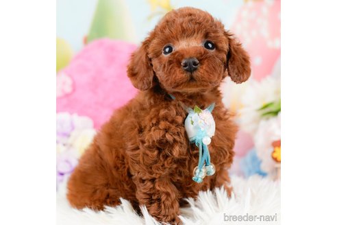 成約済の神奈川県のトイプードル-288673