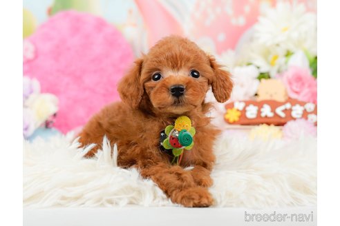 成約済の神奈川県のトイプードル-288681の7枚目