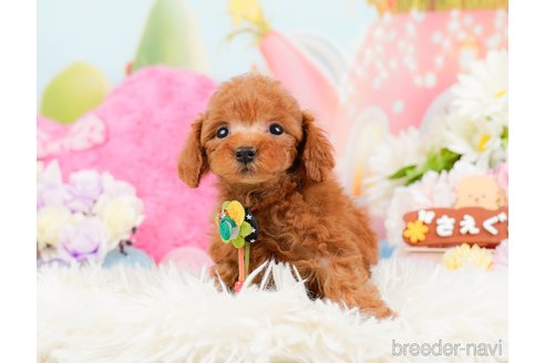 成約済の神奈川県のトイプードル-288681の8枚目