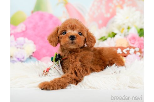 成約済の神奈川県のトイプードル-288681の9枚目