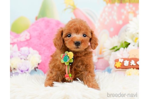 成約済の神奈川県のトイプードル-288681の10枚目