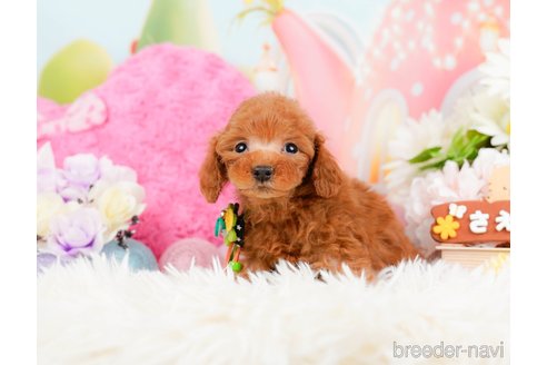 成約済の神奈川県のトイプードル-288681の11枚目