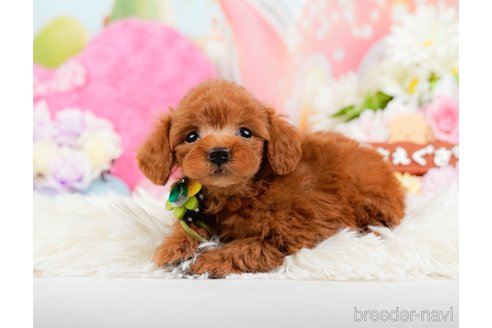 成約済の神奈川県のトイプードル-288681の12枚目