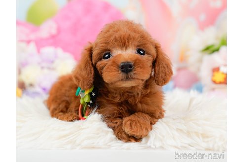 成約済の神奈川県のトイプードル-288681の3枚目