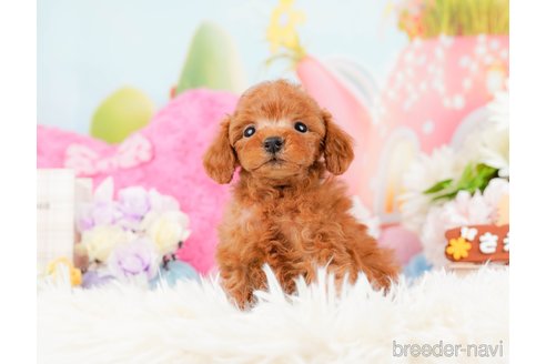 成約済の神奈川県のトイプードル-288681の4枚目