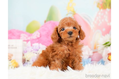 成約済の神奈川県のトイプードル-288681の5枚目