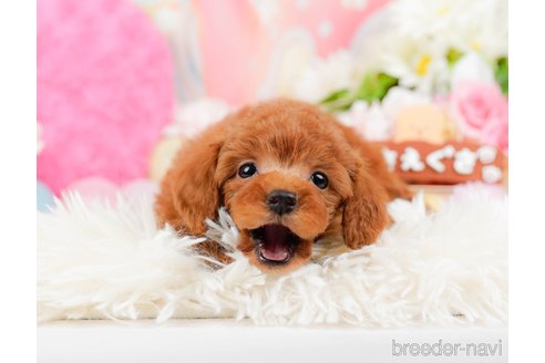 成約済の神奈川県のトイプードル-288681の6枚目