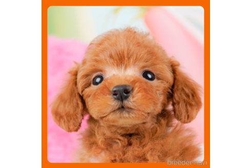 成約済の神奈川県のトイプードル-288681