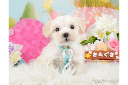 成約済の神奈川県のマルプー:マルチーズ×トイプードル-288697の11枚目