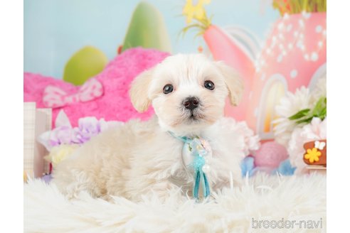 成約済の神奈川県のマルプー:マルチーズ×トイプードル-288697の12枚目