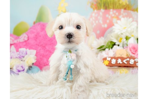 成約済の神奈川県のマルプー:マルチーズ×トイプードル-288697の8枚目