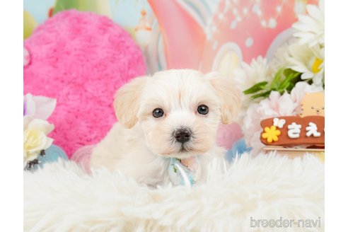 成約済の神奈川県のマルプー:マルチーズ×トイプードル-288697の9枚目