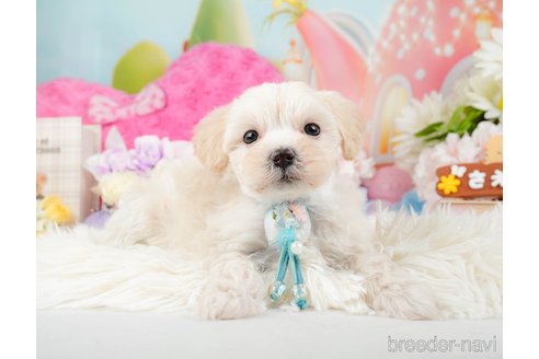 成約済の神奈川県のマルプー:マルチーズ×トイプードル-288697の10枚目