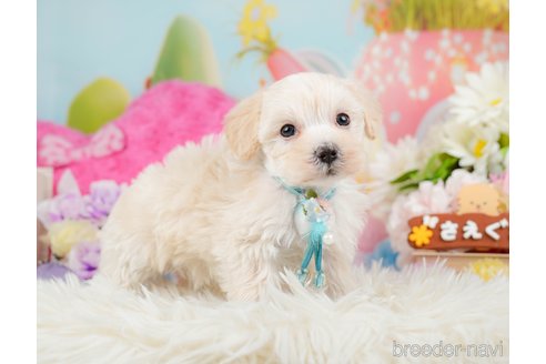 成約済の神奈川県のマルプー:マルチーズ×トイプードル-288697の3枚目