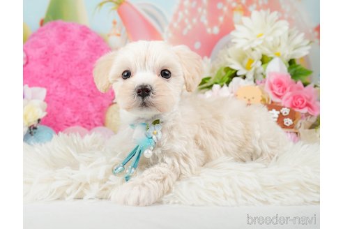 成約済の神奈川県のマルプー:マルチーズ×トイプードル-288697の4枚目