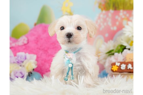 成約済の神奈川県のマルプー:マルチーズ×トイプードル-288697の5枚目