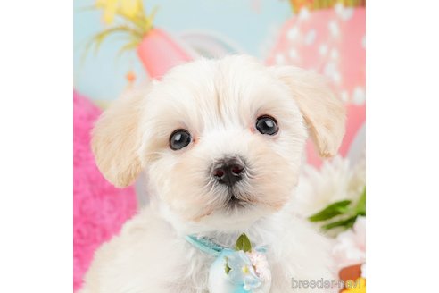 成約済の神奈川県のマルプー:マルチーズ×トイプードル-288697の1枚目