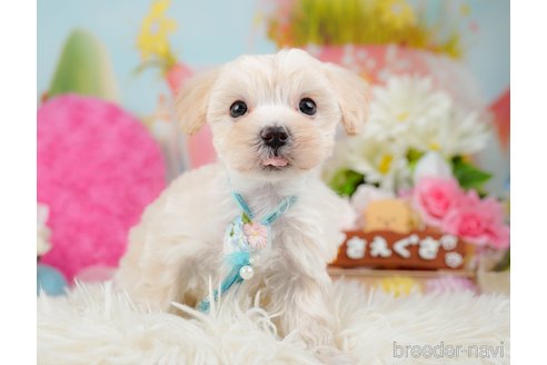 成約済の神奈川県のマルプー:マルチーズ×トイプードル-288697の6枚目