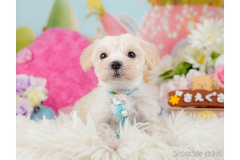 成約済の神奈川県のマルプー:マルチーズ×トイプードル-288697の7枚目