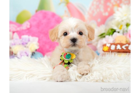 成約済の神奈川県のマルプー:マルチーズ×トイプードル-288700の13枚目