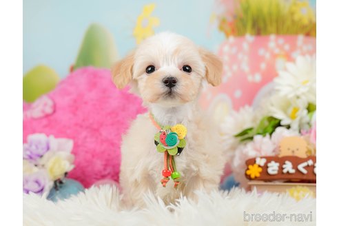 成約済の神奈川県のマルプー:マルチーズ×トイプードル-288700の7枚目