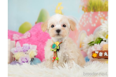 成約済の神奈川県のマルプー:マルチーズ×トイプードル-288700の8枚目