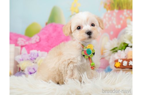 成約済の神奈川県のマルプー:マルチーズ×トイプードル-288700の9枚目