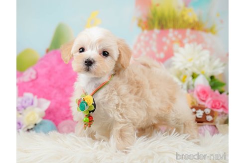 成約済の神奈川県のマルプー:マルチーズ×トイプードル-288700の10枚目