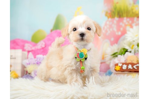 成約済の神奈川県のマルプー:マルチーズ×トイプードル-288700の11枚目