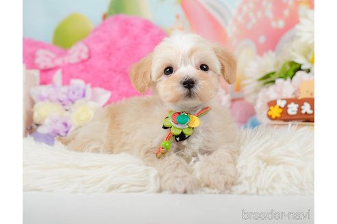 成約済の神奈川県のマルプー:マルチーズ×トイプードル-288700の12枚目